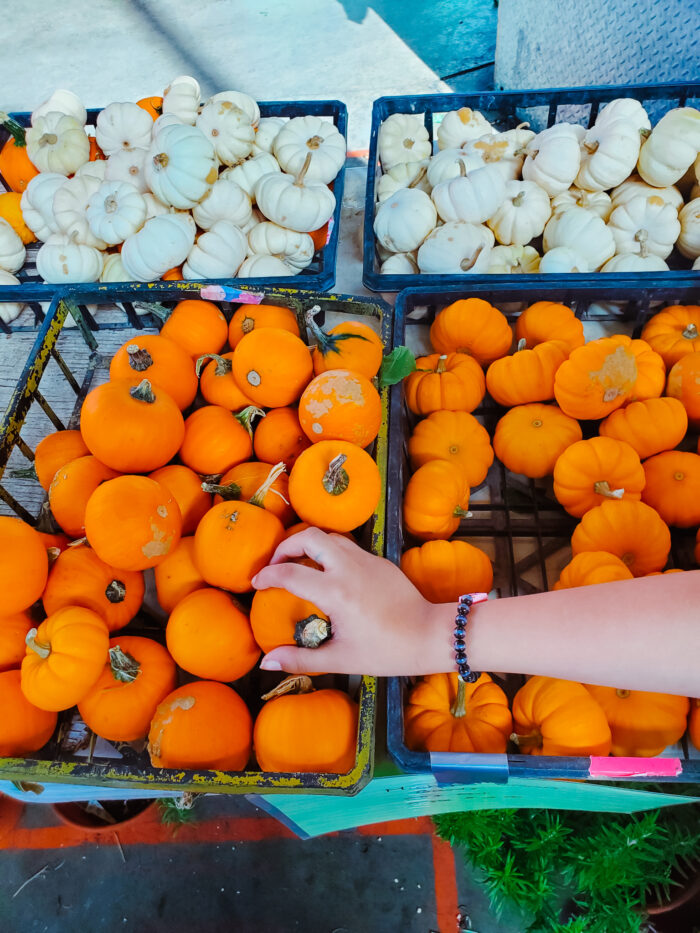 cute, little pumpkins at Eastern Market
